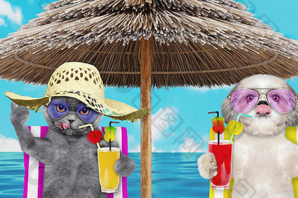 可爱的狗猫休息放松海滩椅子伞汁海滩海洋海岸夏天假期假期渲染