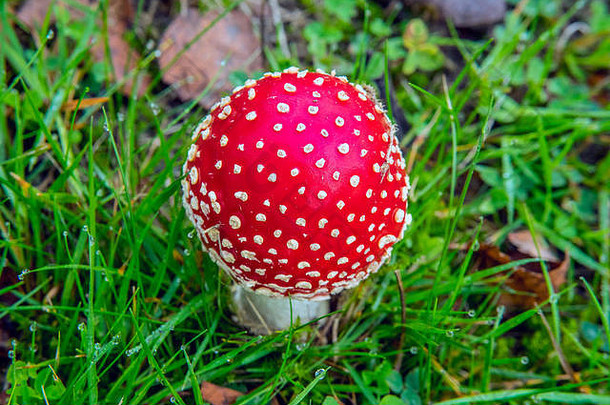 飞木耳蘑菇明亮的红色的白色点