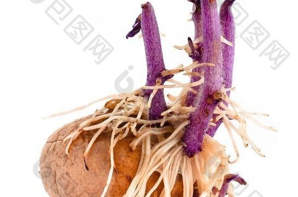 土豆块茎淡紫色豆芽根白色背景