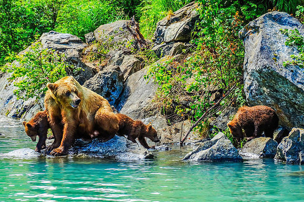 木乃伊棕色（的）熊幼崽堡垒湾洛奇阿拉斯加