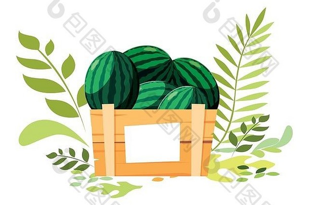 西瓜盒子设计水果健康的有机食物甜蜜的自然主题向量插图