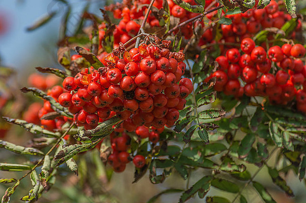 细节浆果罗文山灰花楸属山楂秋天浆果概念红色的浆果