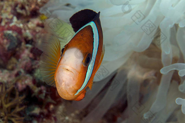 anemonefish马鞍峰小丑鱼安菲普瑞恩polymnus王牌岛菲律宾