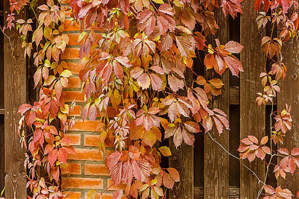 部分木栅栏包围葡萄叶子秋天棕色（的）私人安全板材