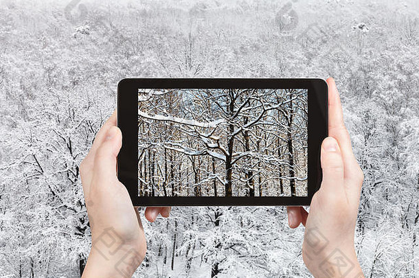 旅行概念旅游照片白雪覆盖的分支机构橡木树森林城市公园冬天一天智能手机莫斯科俄罗斯