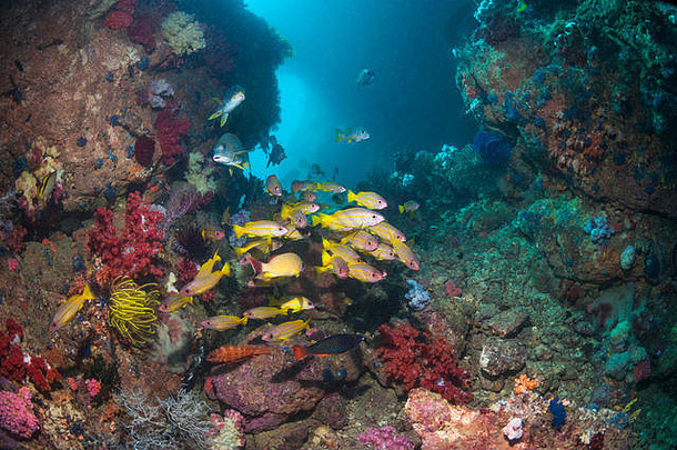 珊瑚礁风景大眼鲷鲷鱼[卢特亚努斯卢特亚努斯]西巴布亚印尼