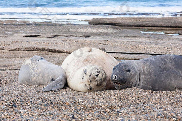 大象海豹海滩关闭巴塔哥尼亚阿根廷岛隐藏海滩阿根廷野生动物
