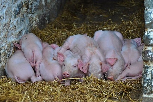 垃圾可爱的婴儿小猪睡觉有挤前温暖的威尔士农场
