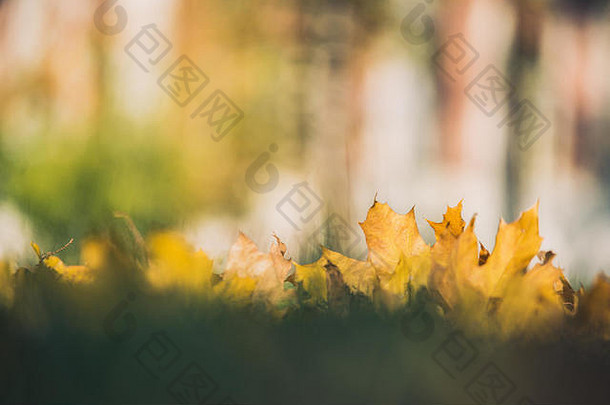 黄色的秋天枫木叶子绿色草散景模糊艺术背景