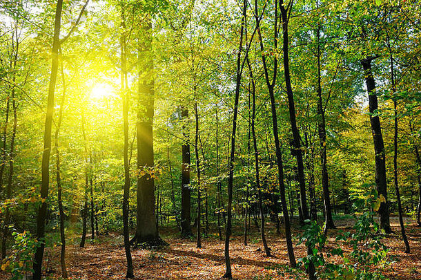 秋天森林黄色的叶子太阳集