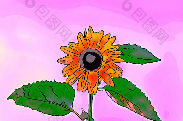 插图黄色的向日葵黑色的圆中心绿色阀杆叶子粉红色的背景