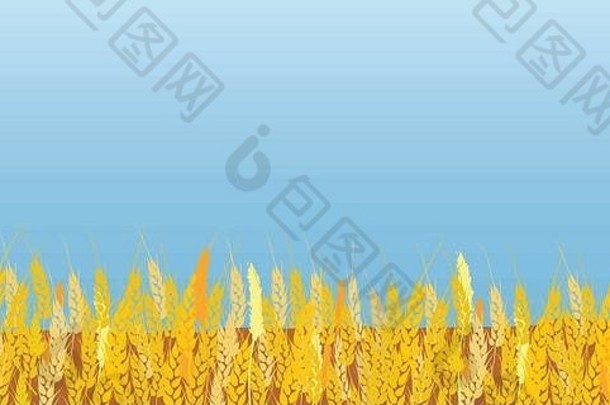 向量插图小麦场粮食玉米穗轴蓝色的天空背景空间文本