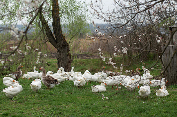 群白色鹅走春天村草坪上新鲜的绿色草背景开花树