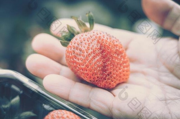 手新鲜的草莓收集农场