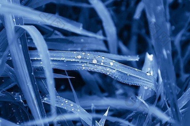 雨滴草健美的时尚的经典蓝色的颜色一年早....露水水滴叶深动态背景设计