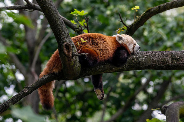红色的熊猫睡觉树分支
