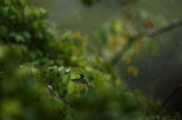 white-necked雅各宾派的坐着分支雨蜂鸟热带雨森林哥伦比亚鸟验布小美丽的鸟休息树
