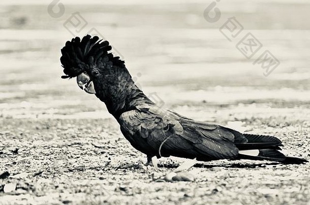 红尾黑色的凤头鹦鹉卡利普托林丘斯班克斯二世吃种子路黑色的白色灰度图像汤斯维尔昆士兰澳大利亚