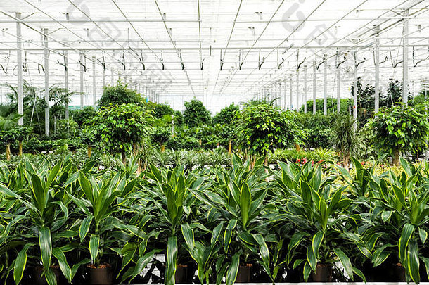 gewaechshaus为了hydrokulturpflanzen那自己能量生成中央。站龙血树属植物植物