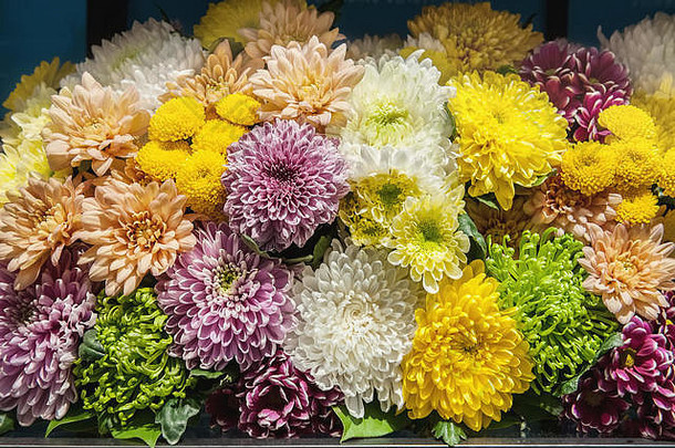 美丽的色彩斑斓的菊花品种选择巨大的花束