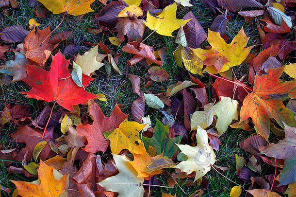 色彩斑斓的叶子一绺头发秋天季节mazovia地区波兰