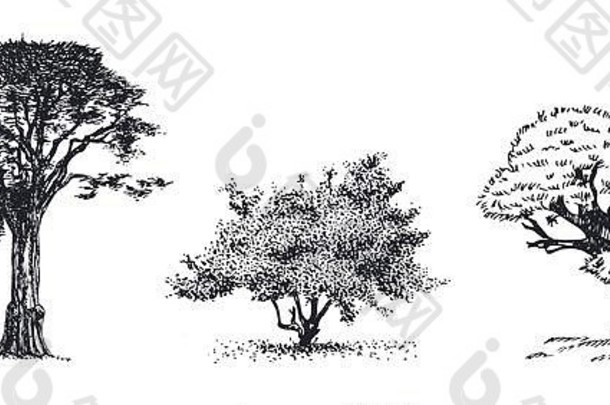 树手画向量草图手画植物草图灌木树