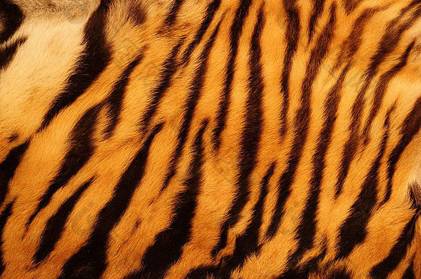 美丽的老虎皮毛色彩斑斓的纹理橙色米色黄色的黑色的