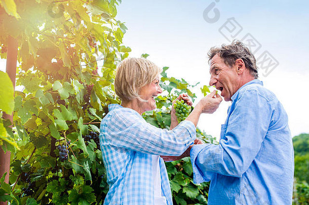 高级夫妇蓝色的衬衫吃绿色葡萄