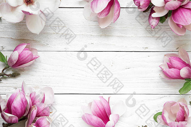 有创意的布局使粉红色的木兰花白色木背景平躺前视图婚礼框架春天最小的概念