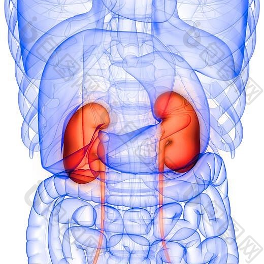 人體內臟泌尿系統解剖三維繪製