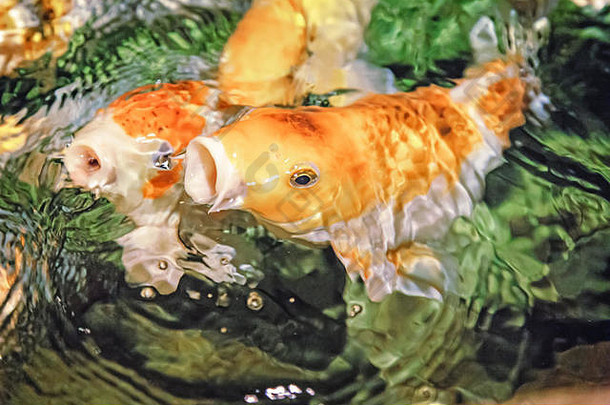 水族馆游泳大数量锦 鲤观赏驯养的鱼本地的日本