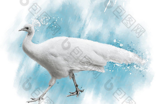 水彩图像白色孔雀