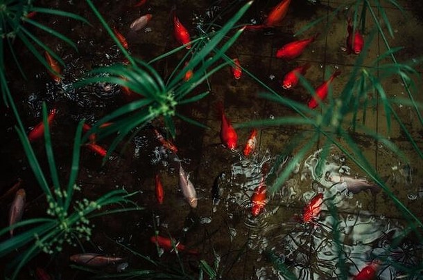 美丽的装饰鱼游泳人工池塘植物花园日本锦 鲤鱼五彩缤纷的