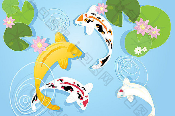 插图集团色彩斑斓的锦 鲤鲤鱼鱼清晰的蓝色的池塘莉莉垫花