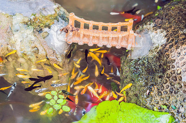 视图中国人花园池塘五彩缤纷的鲤鱼锦 鲤鱼