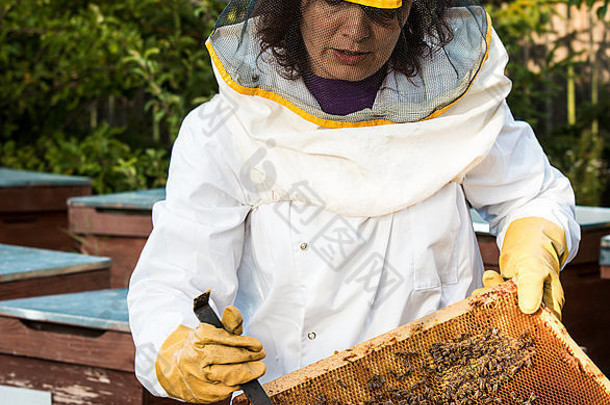 养蜂人女人清洁框架蜜蜂