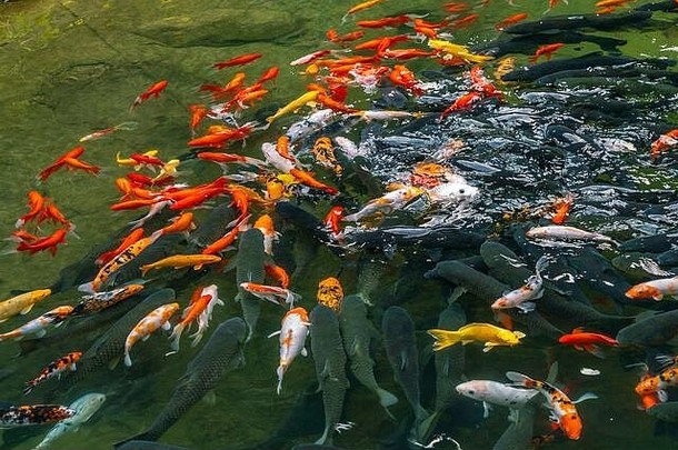 拥挤的集团色彩斑斓的鲤鱼鱼游泳水表面