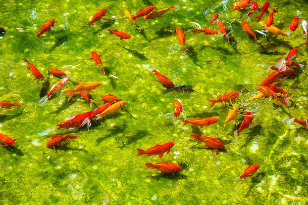 日本鱼锦 鲤花园湖