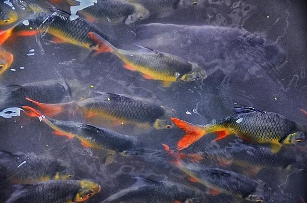锦 鲤鱼游泳水花园泰国花俏的色彩斑斓的鲤鱼鱼游泳关闭喂养时间包装黑色的池塘颜色红色的