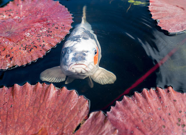 鯉魚