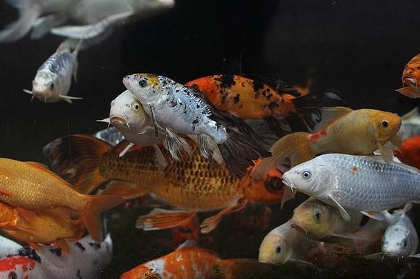 橙色白色日本锦 鲤鱼鲤属rubrofuscus
