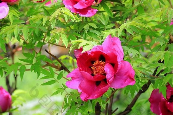 美丽的红色的粉红色的牡丹盛开春天风景如画的牡丹花背景绿色布什特写镜头夏天花园