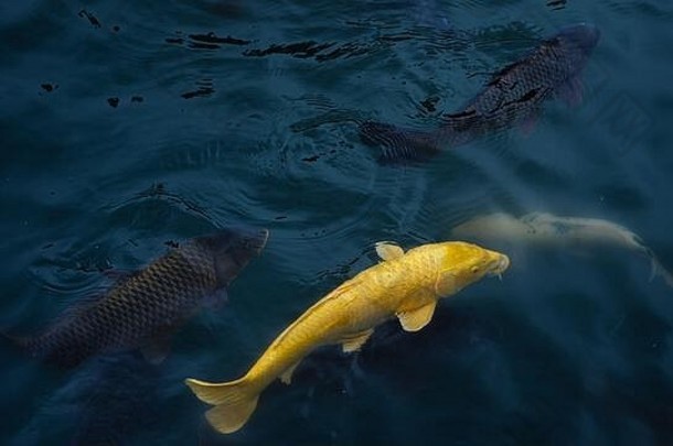 锦 鲤鲤鱼游泳清晰的池塘日本