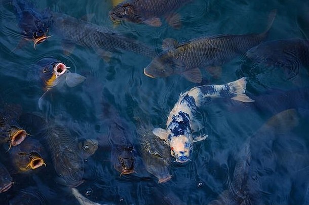 锦 鲤鲤鱼游泳清晰的池塘日本