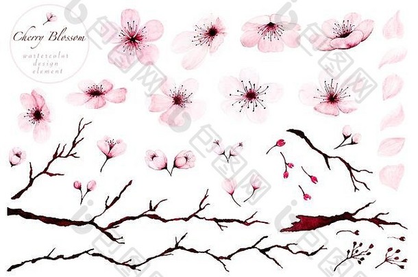 集水彩设计元素樱桃开花分支机构手画春天夏天装饰樱花设计插图白色背景