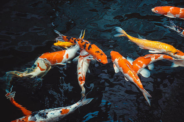 锦 鲤鲤鱼鱼日本鲤属卡皮奥美丽的颜色变化背景插图