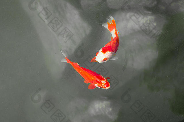 红色的白色<strong>金鱼金鱼</strong>Carassiusauratus游泳湖池塘黑色的白色背景