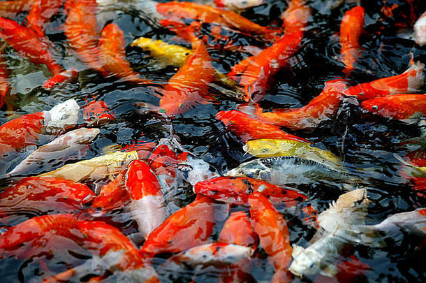 flurry五颜六色的台湾锦 鲤鲤鱼喂养池塘