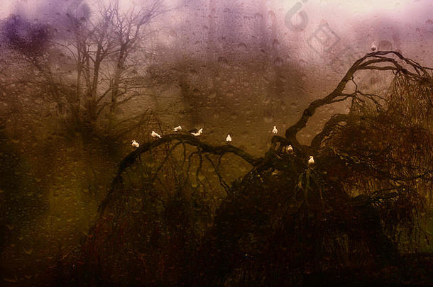 有雾的窗口雨滴鸟栖息死哭泣柳树树雾
