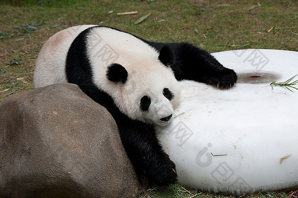 巨大的熊猫ailuropodamelanoleuca